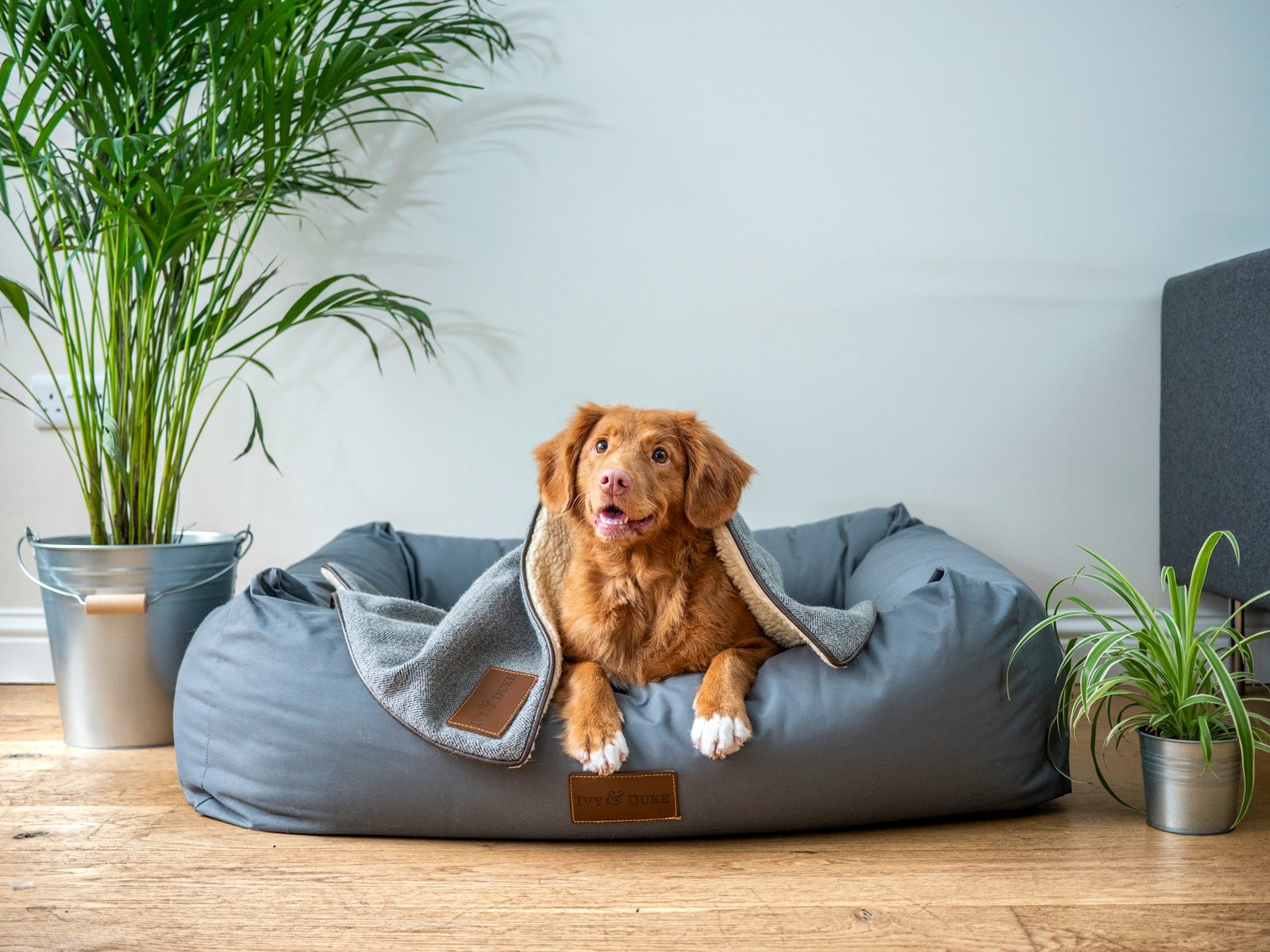 10 Common Pet Health Issues and How to Prevent Them