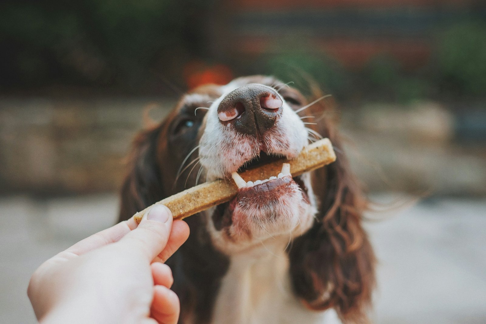 Homemade Pet Food Recipes: Is It Healthier Than Store-Bought?