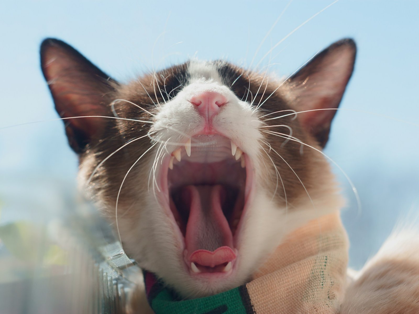 How to Keep Your Pet’s Teeth Clean and Healthy in 2025