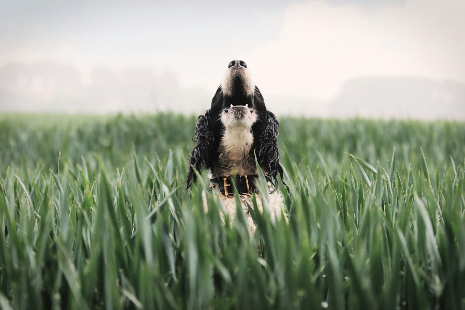 How to Stop Your Dog from Barking Excessively