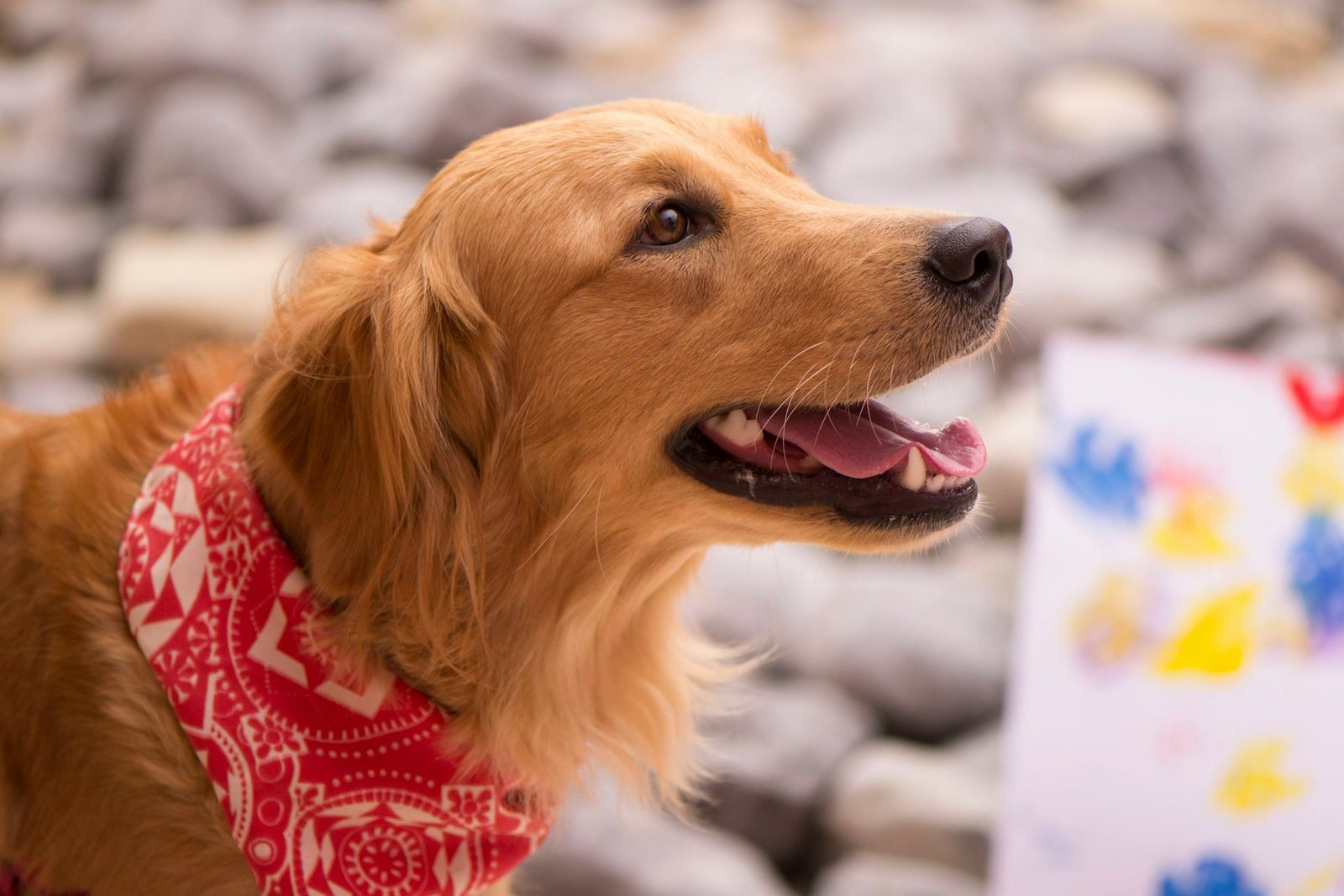 Crate Training 101: The Do’s and Don’ts for New Pet Owners
