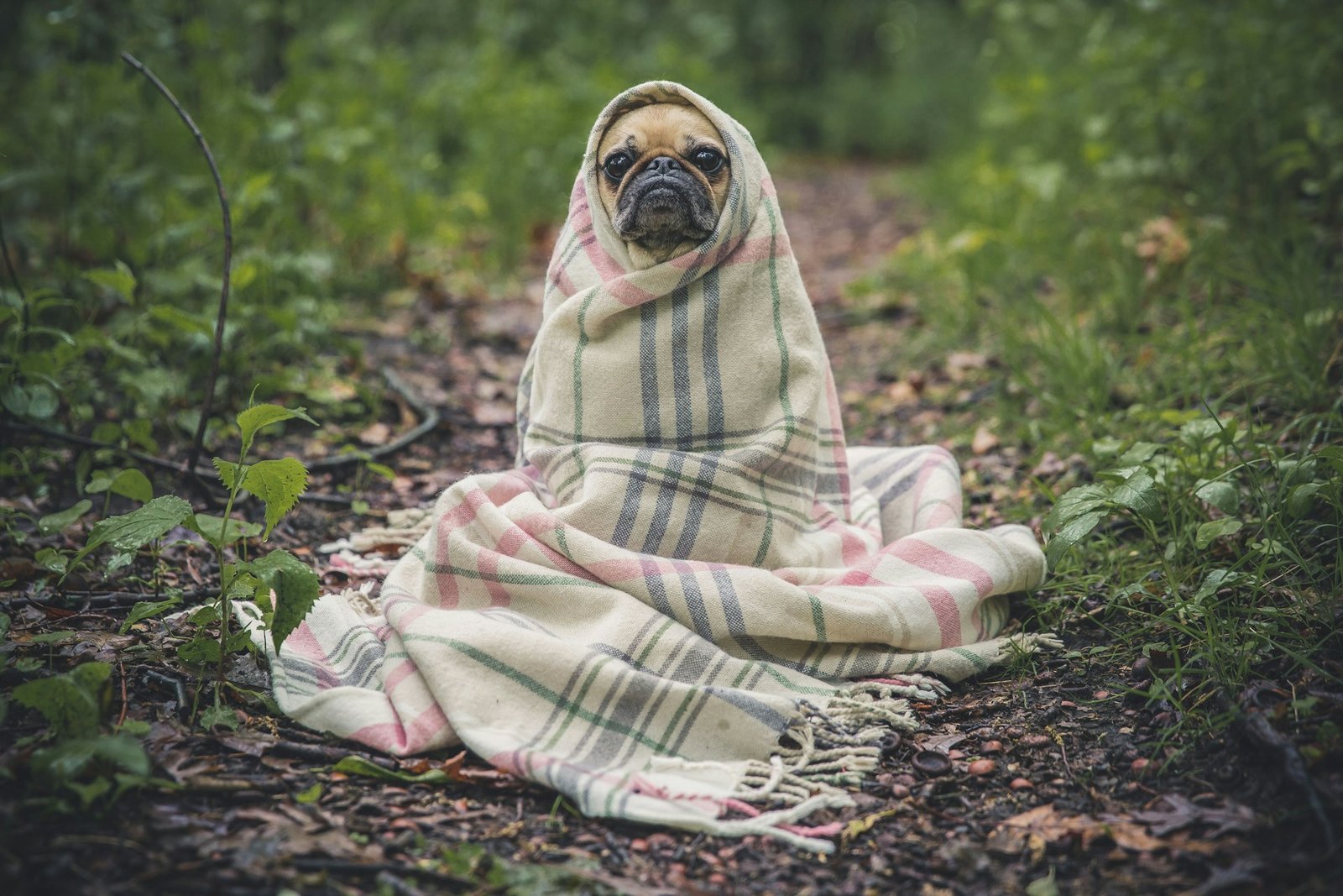 5 Effective Ways to Reduce Pet Anxiety During Thunderstorms
