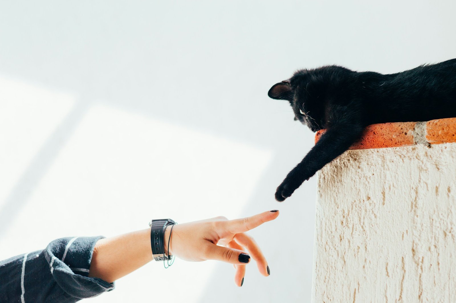 How to Train Your Cat to Use a Litter Box (Even If They Refuse!)