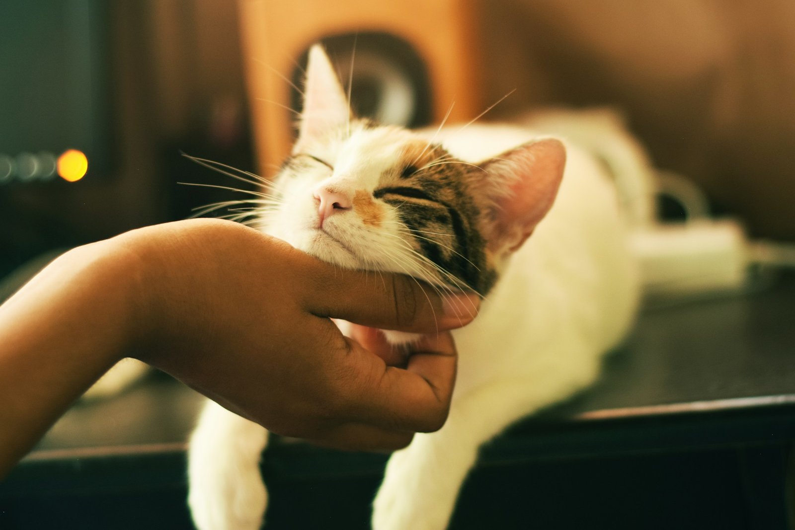 The Best Dog Breeds for Small Apartments & City Living