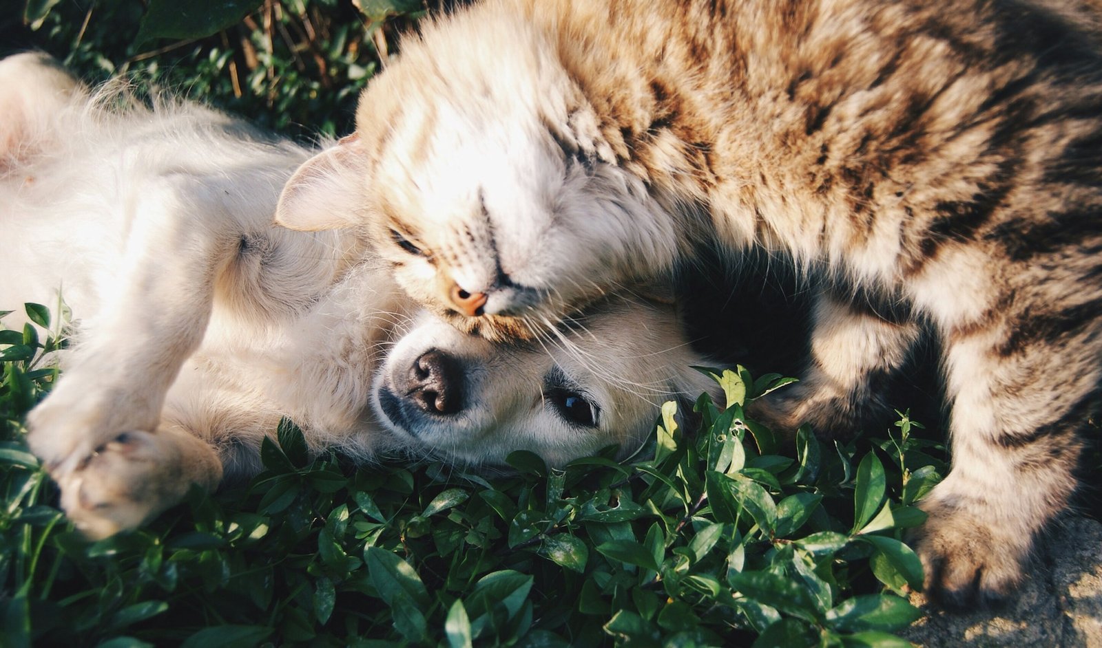 Rescue vs. Purebred Pets: Which Is Right for You?
