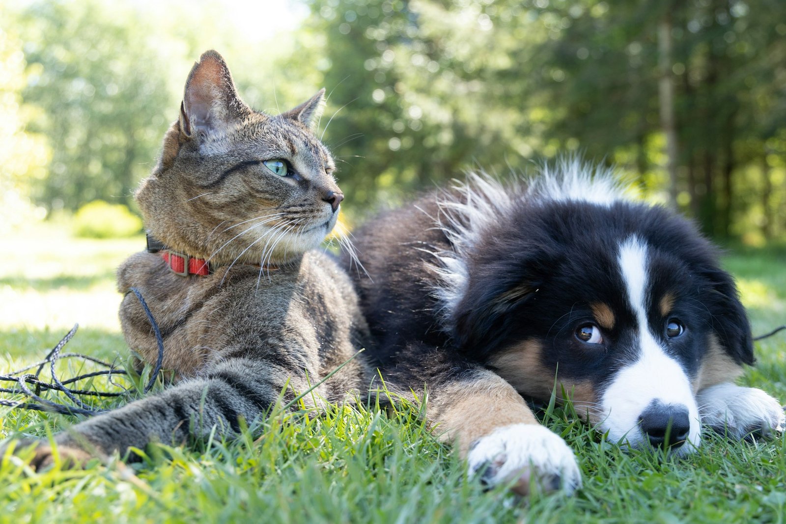 How to Help Your Newly Adopted Pet Adjust to Their Forever Home
