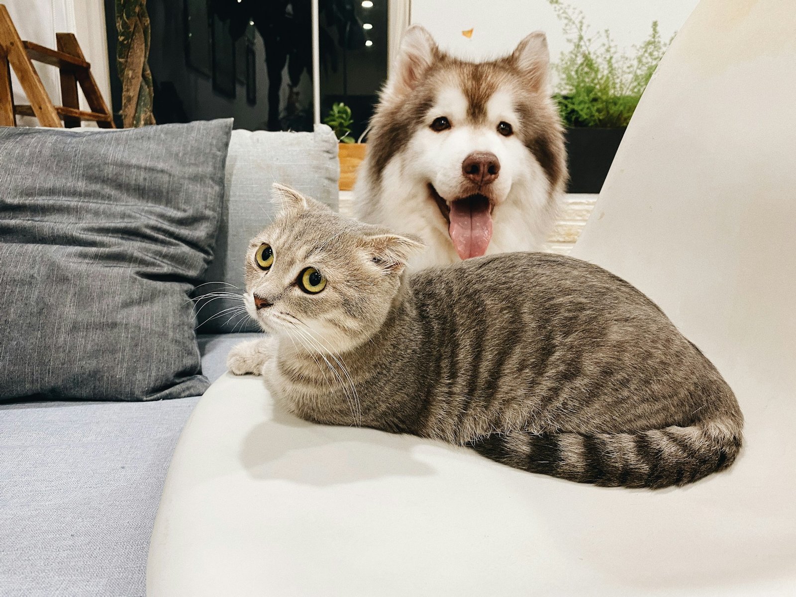 5 Effective Ways to Reduce Pet Anxiety During Thunderstorms